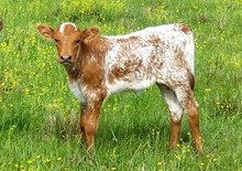 Heifer calf 2021 All In BCB x Spring Frost