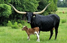 Bull calf 2022 Cash Cowboy x Zeus' Midnight Sky
