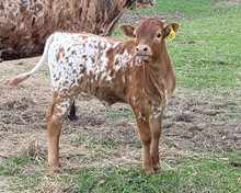 Heifer calf 2022 Whiskey BentBCB x Princess MooBCB