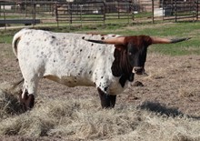 COWGIRL SPIRIT BCB
