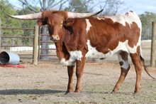 Dusty's Ruby HCL