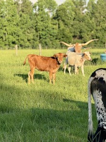 High stakes x big red heifer 
