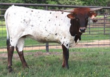 Heifer calf 2021 Cash Cowboy x Tuff Spirited Lil