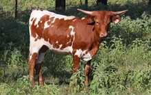 Heifer calf 2021 RR Red Dust x Spring R