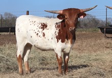 Heifer calf 2021 Cash Cowboy x My Tiara Fits BCB