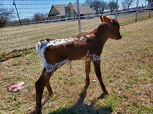 Della's Bull calf