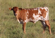 Heifer calf 2022 Platinum Chex x Gamble In Diam