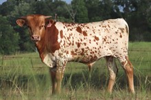 Bull calf 2021 Cash Cowboy x Magic
