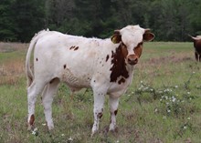 Bull calf 2022 WhiskeyBentxRaggleT