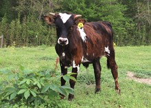 Bull calf 2022 WhiskeyBentxRangersFox