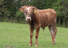 bull calf 2022 WhiskeyBentxRubyBandita