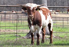 Bull calf 2022 Cash Cowboy x Adora Belle