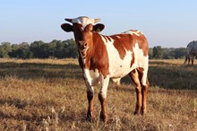 Bull calf 2022 Cash Cowboy x Adora Belle