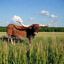 Brindle Roulette HCL