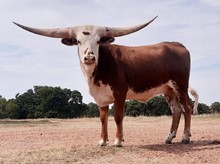Dusty's Red Cowgirl HCL