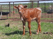 Omaha x Dustys Red Cowgirl