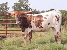 Whiskey's Bonnie HCL
