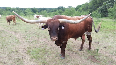 Holy Cow Longhorns