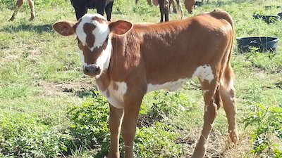 Holy Cow Longhorns
